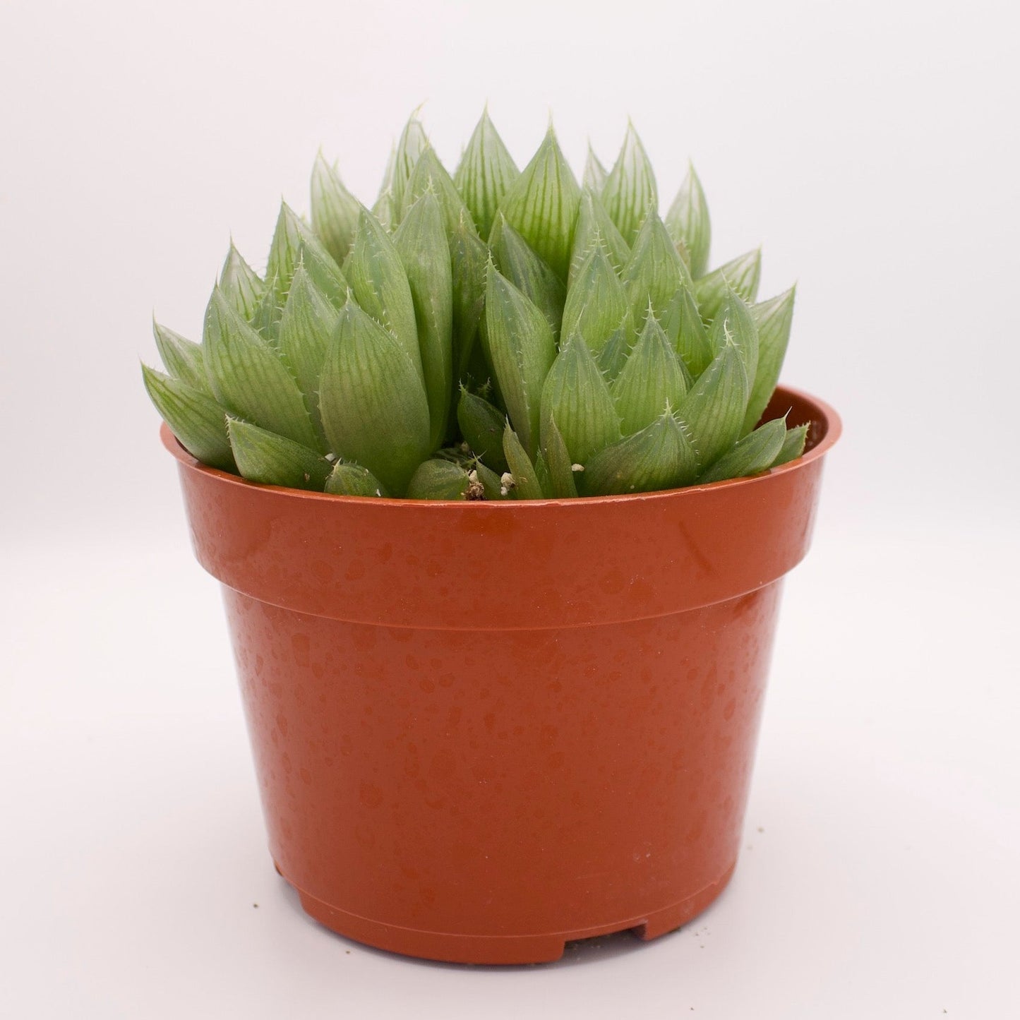 Haworthia Cooperi