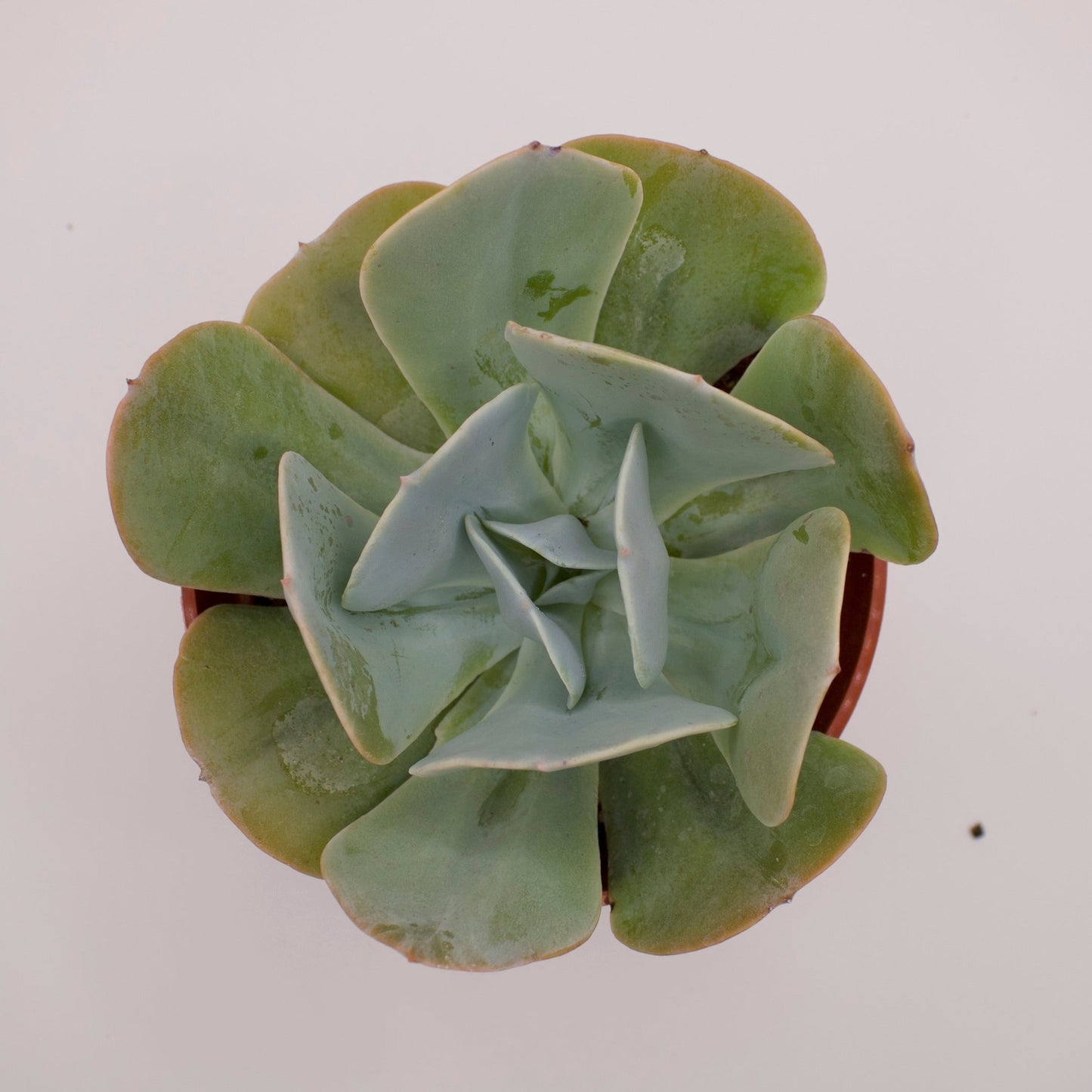 Echeveria Runyonii