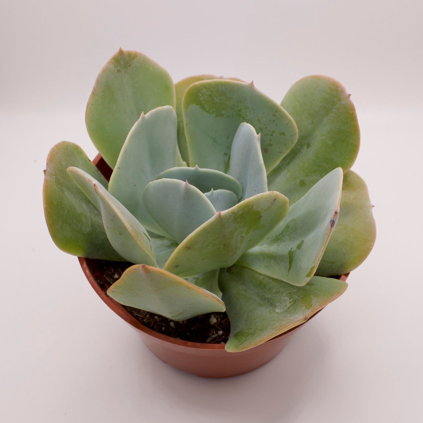Echeveria Runyonii
