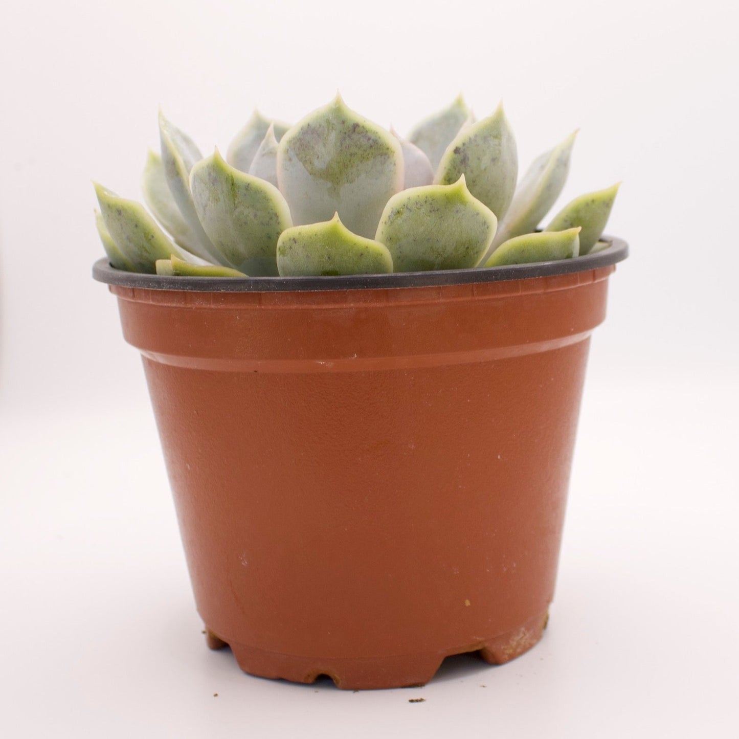 Echeveria Orion