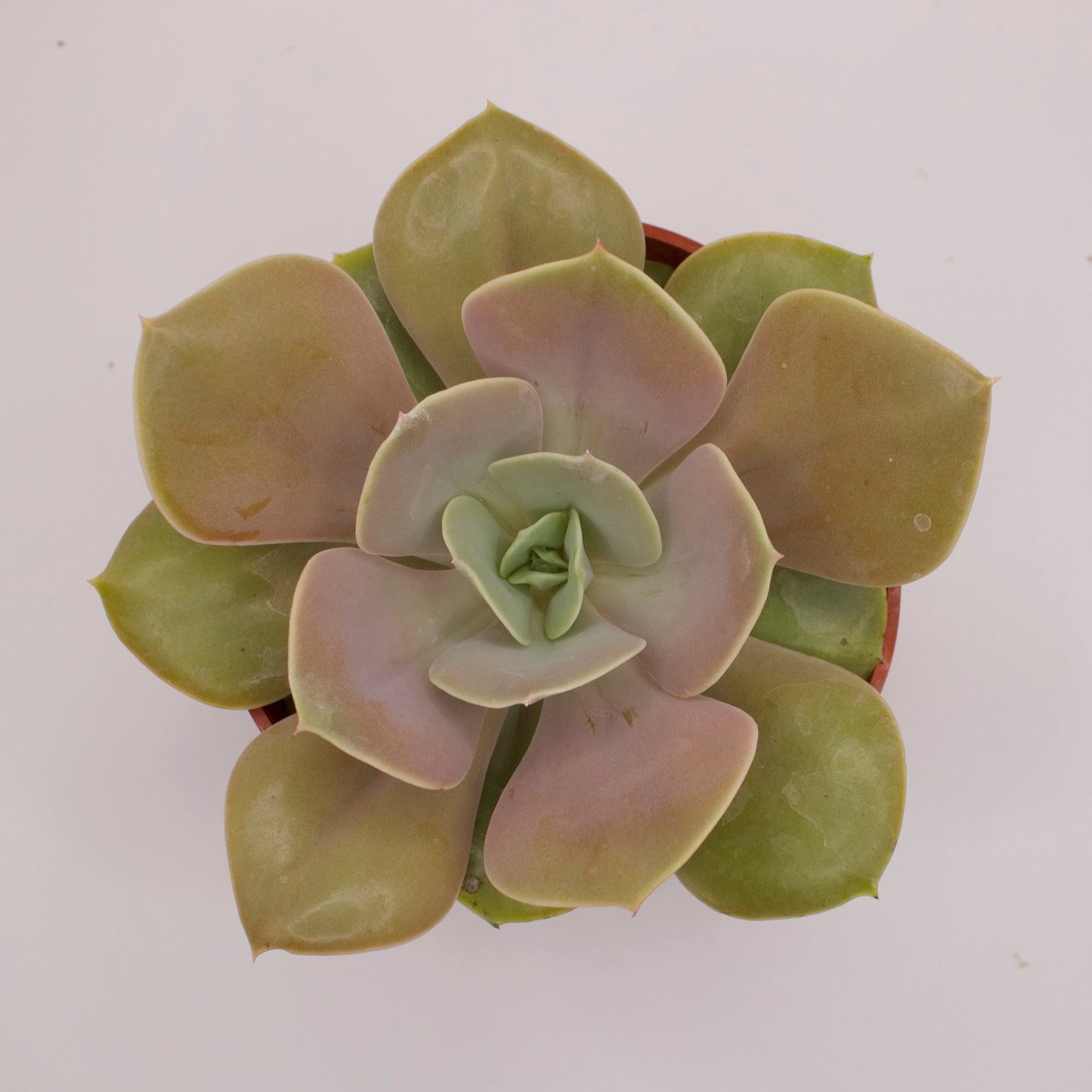 Echeveria Lolita