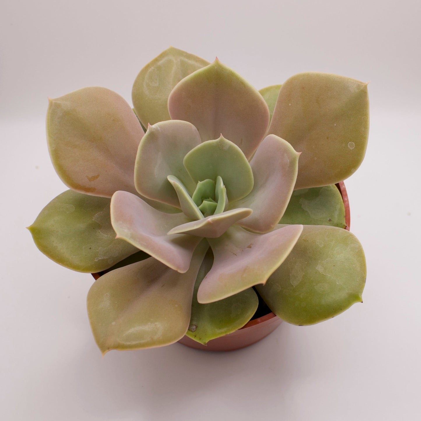 Echeveria Lolita