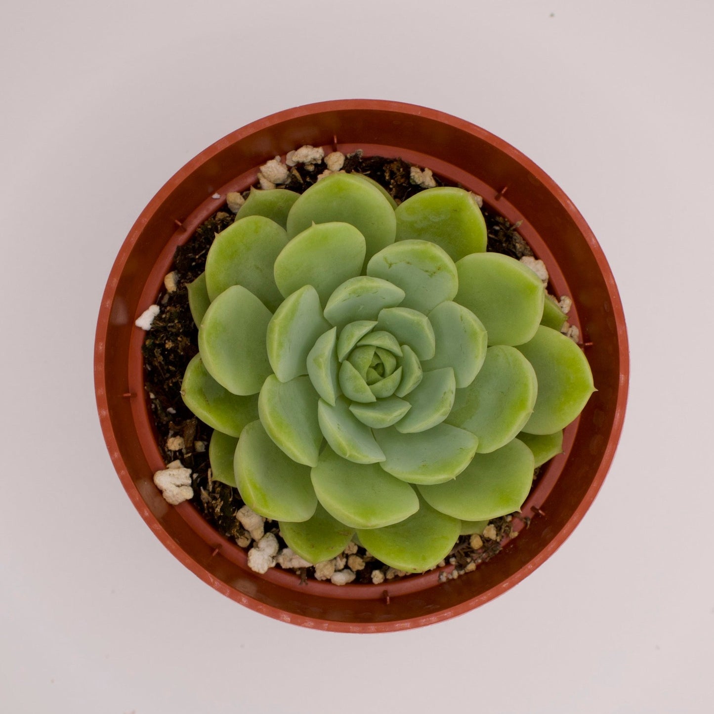 Echeveria Lime n' Chile