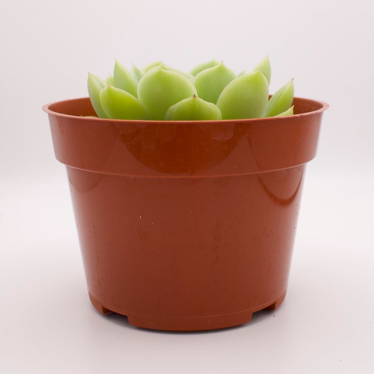 Echeveria Lime n' Chile