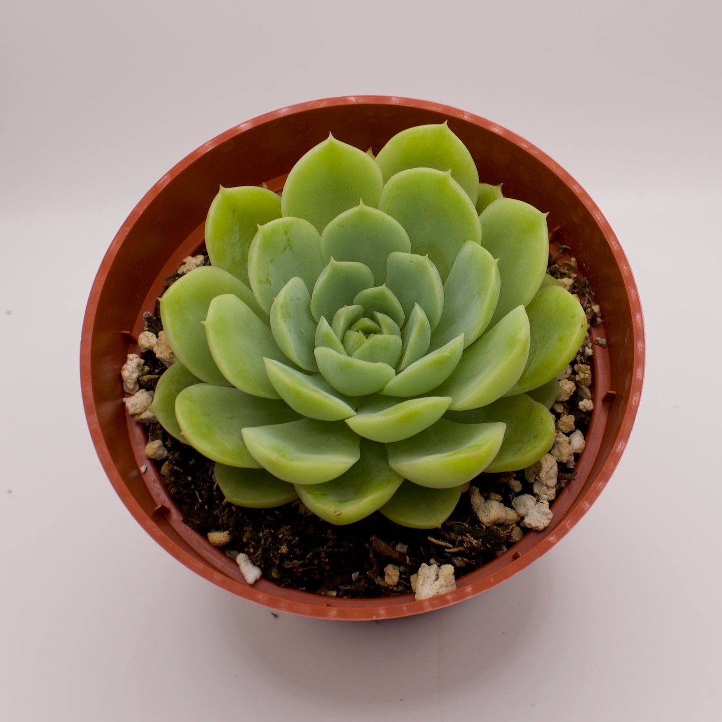 Echeveria Lime n' Chile