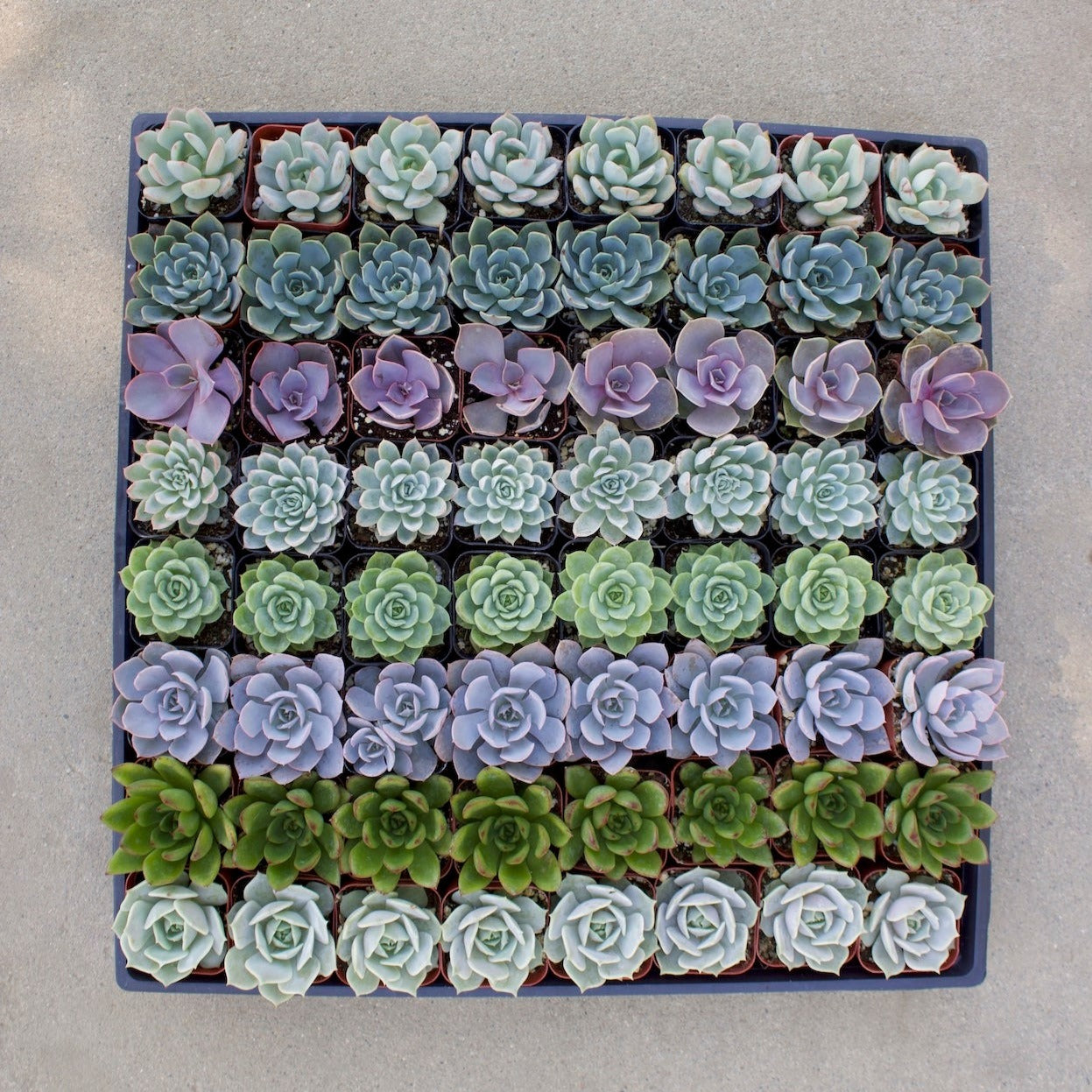 Bulk Succulents