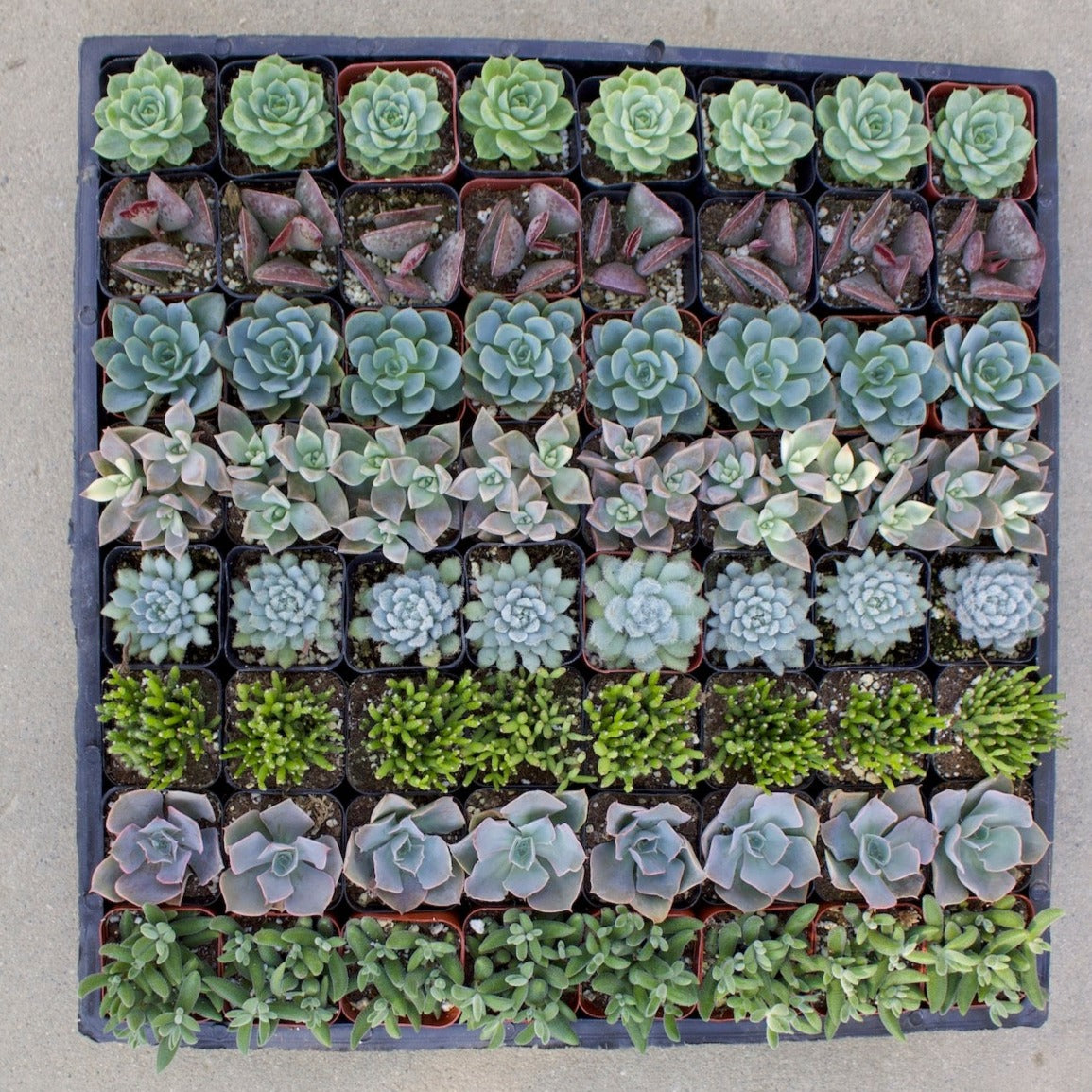 Bulk Succulents
