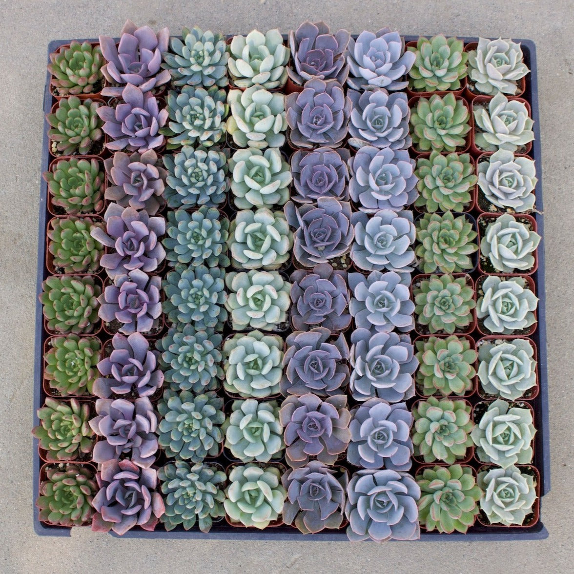 Bulk Succulents