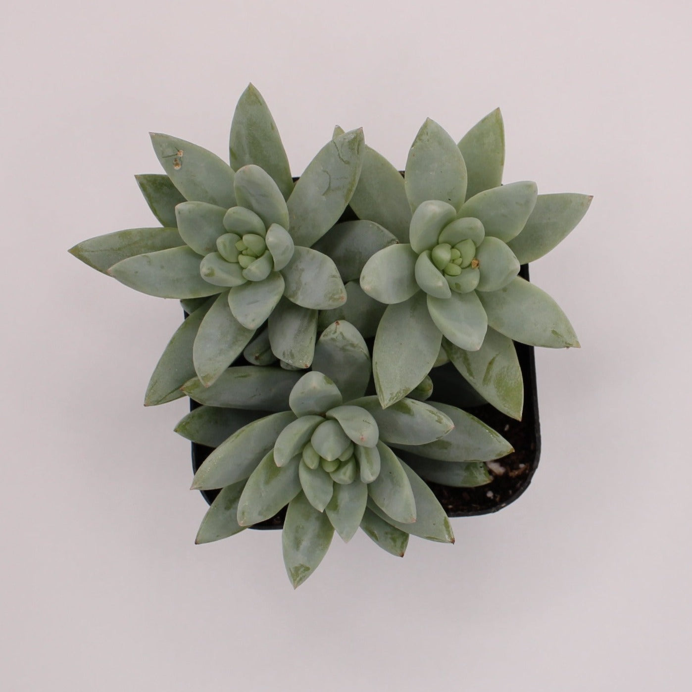 Sedeveria Harry Butterfield