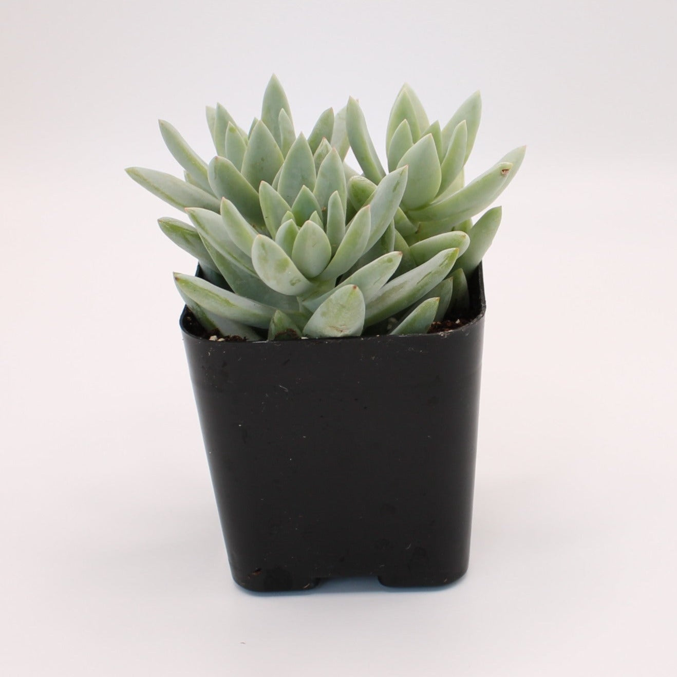 Sedeveria Harry Butterfield