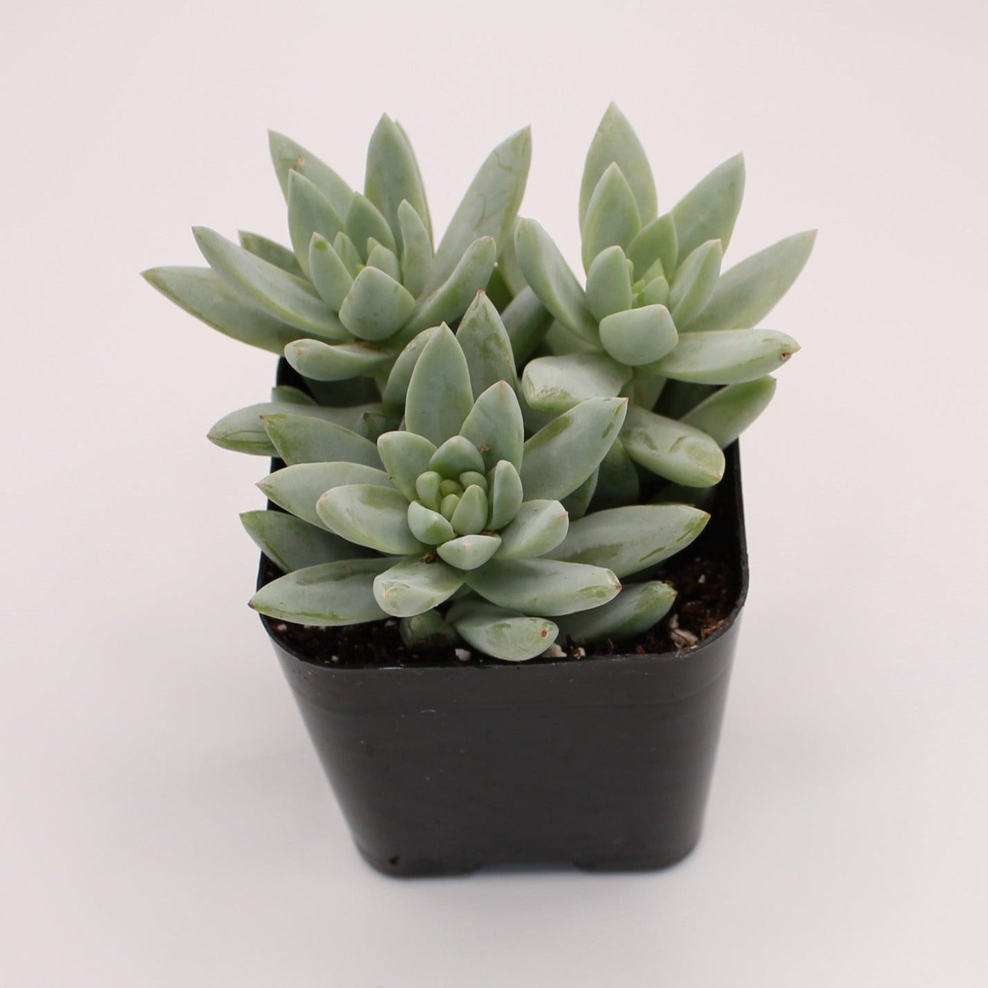 Sedeveria Harry Butterfield