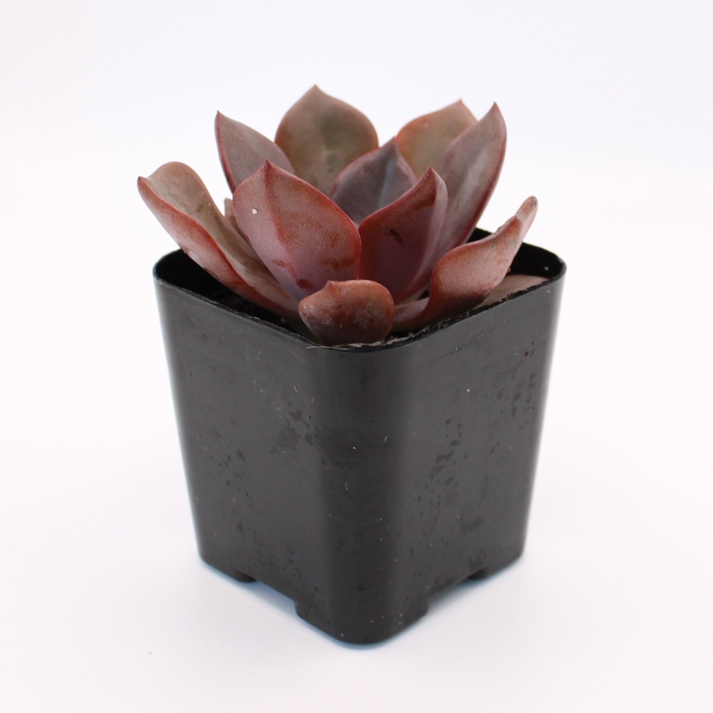 Graptoveria Bainesii