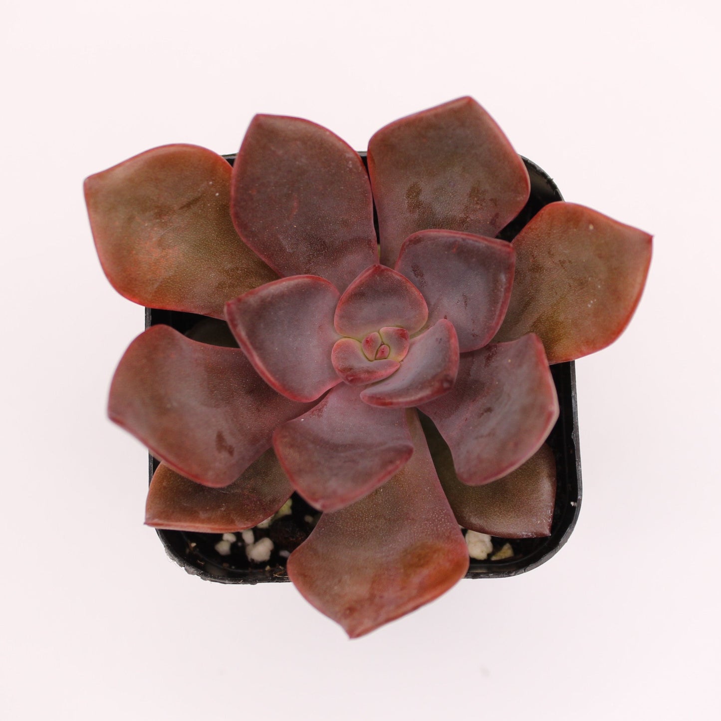 Graptoveria Bainesii