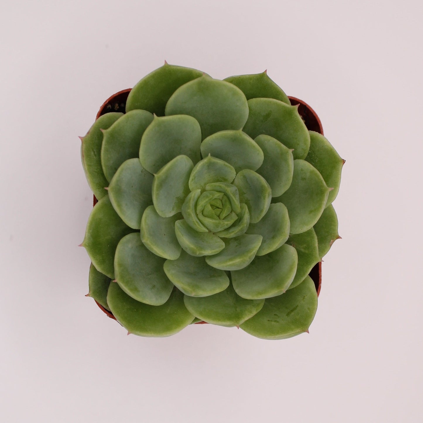 Echeveria Lime n' Chile