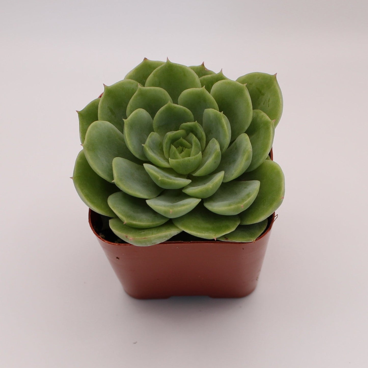 Echeveria Lime n' Chile