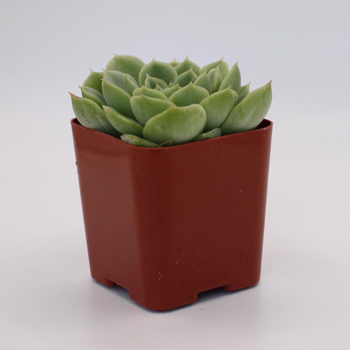 Echeveria Lime n' Chile