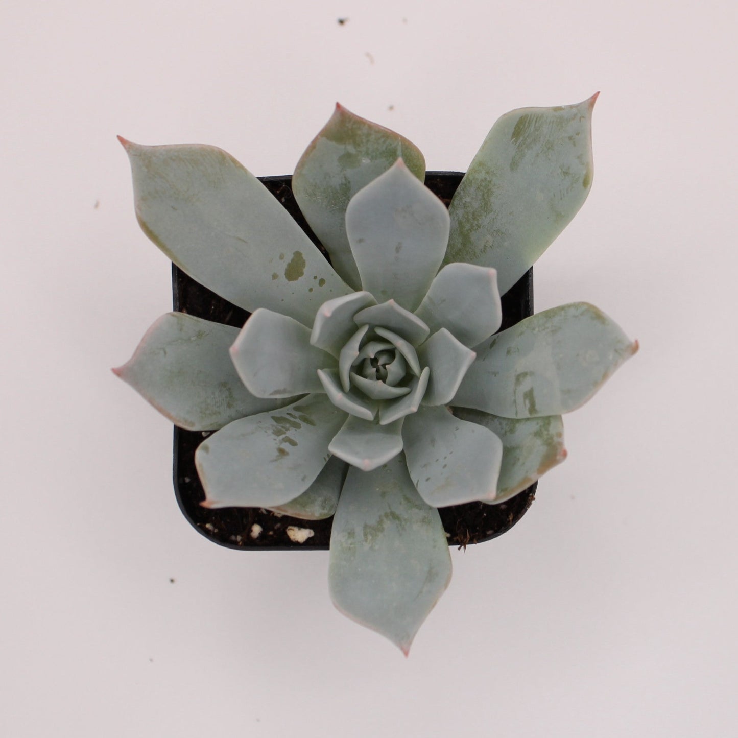 Echeveria Morning Beauty