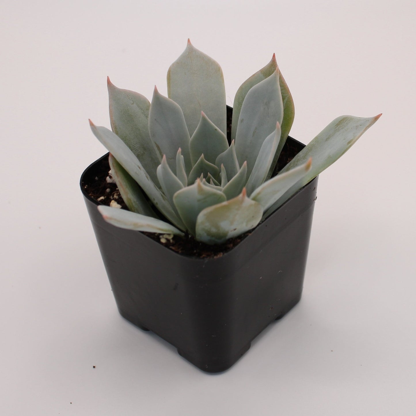 Echeveria Morning Beauty