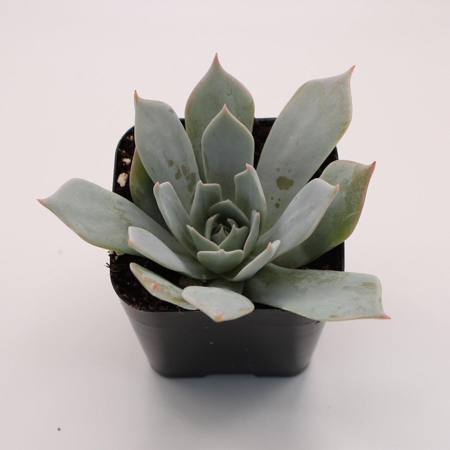 Echeveria Morning Beauty