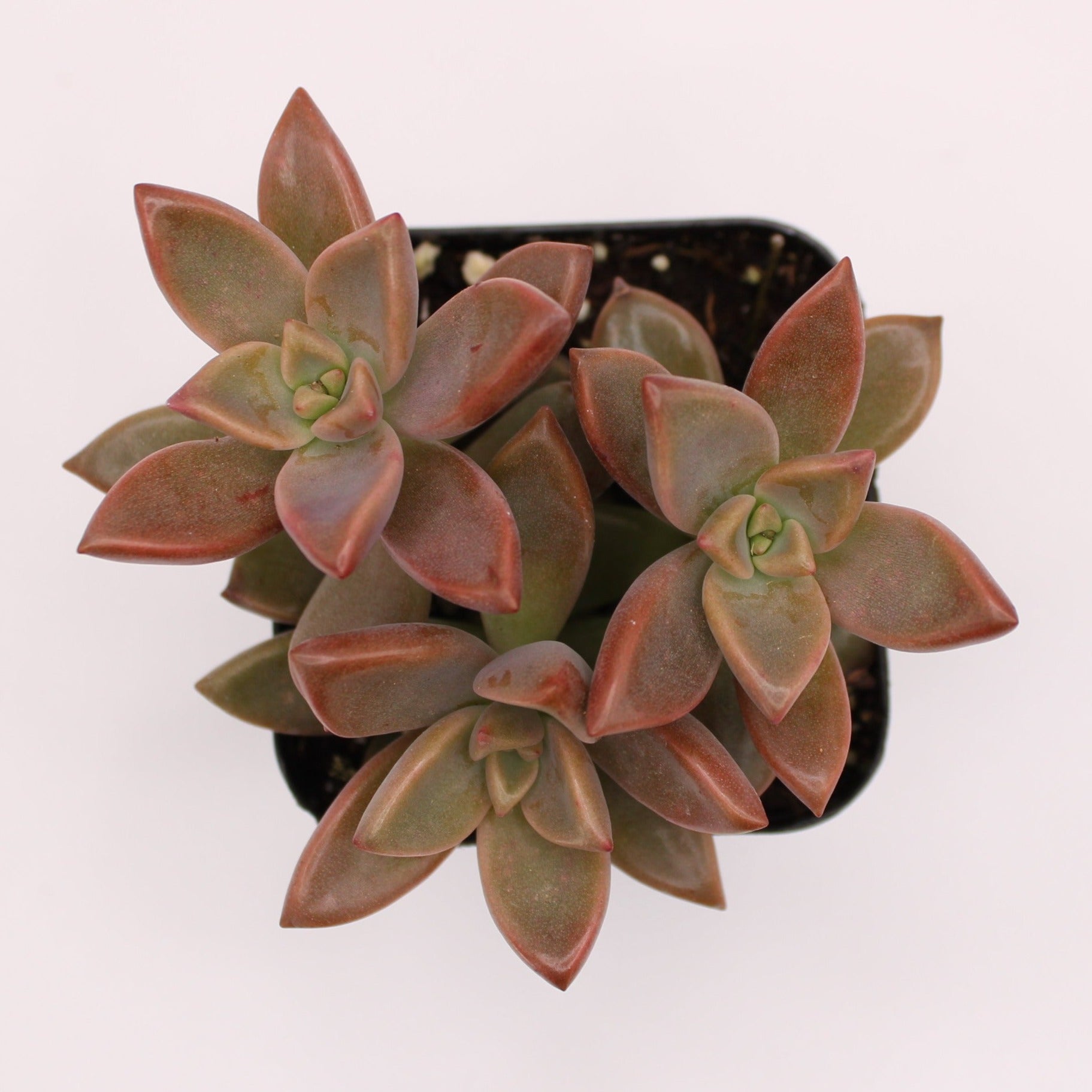 vera higgins succulent care Graptosedum Vera Higgins – Perfectly Rooted Succulents