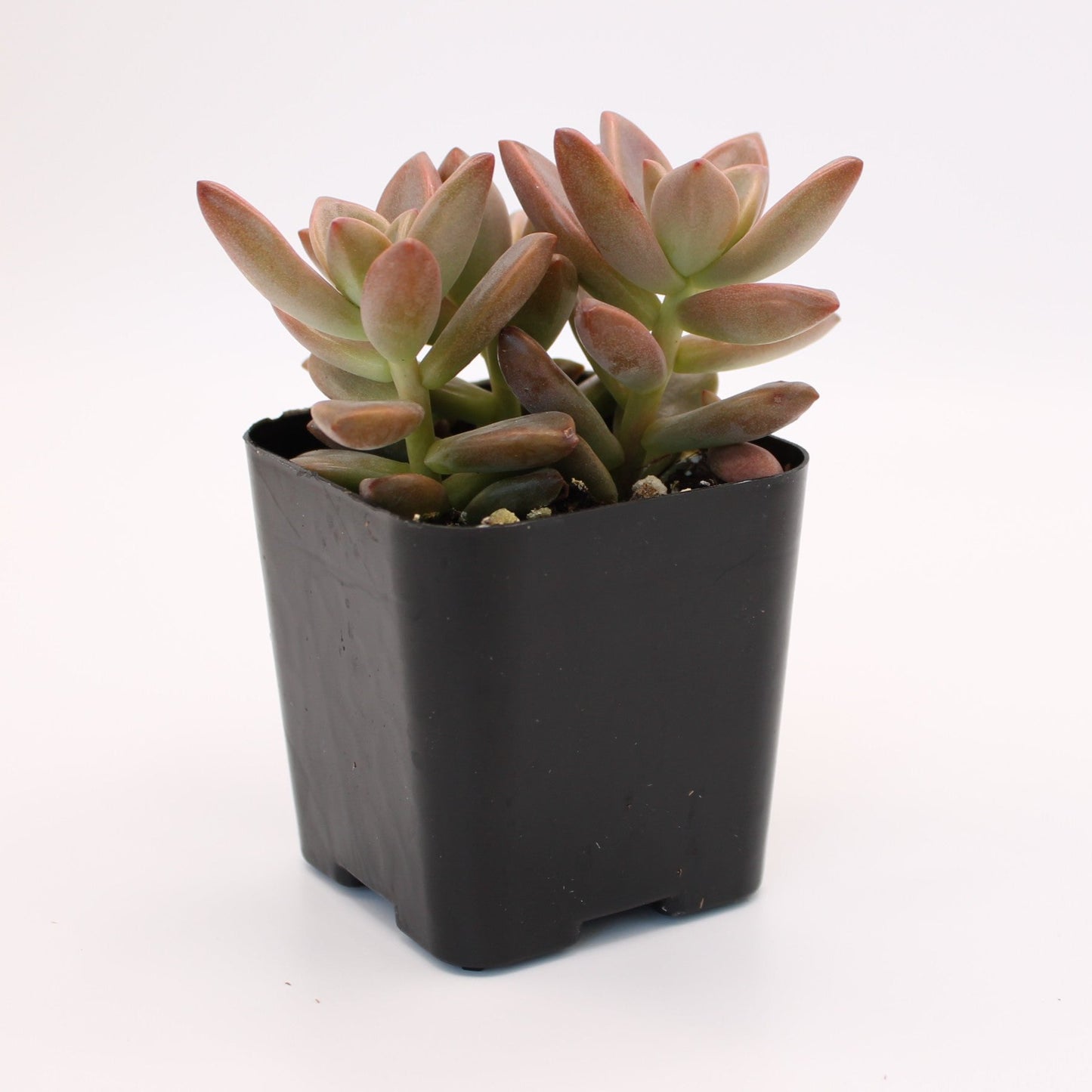 Graptosedum Vera Higgins