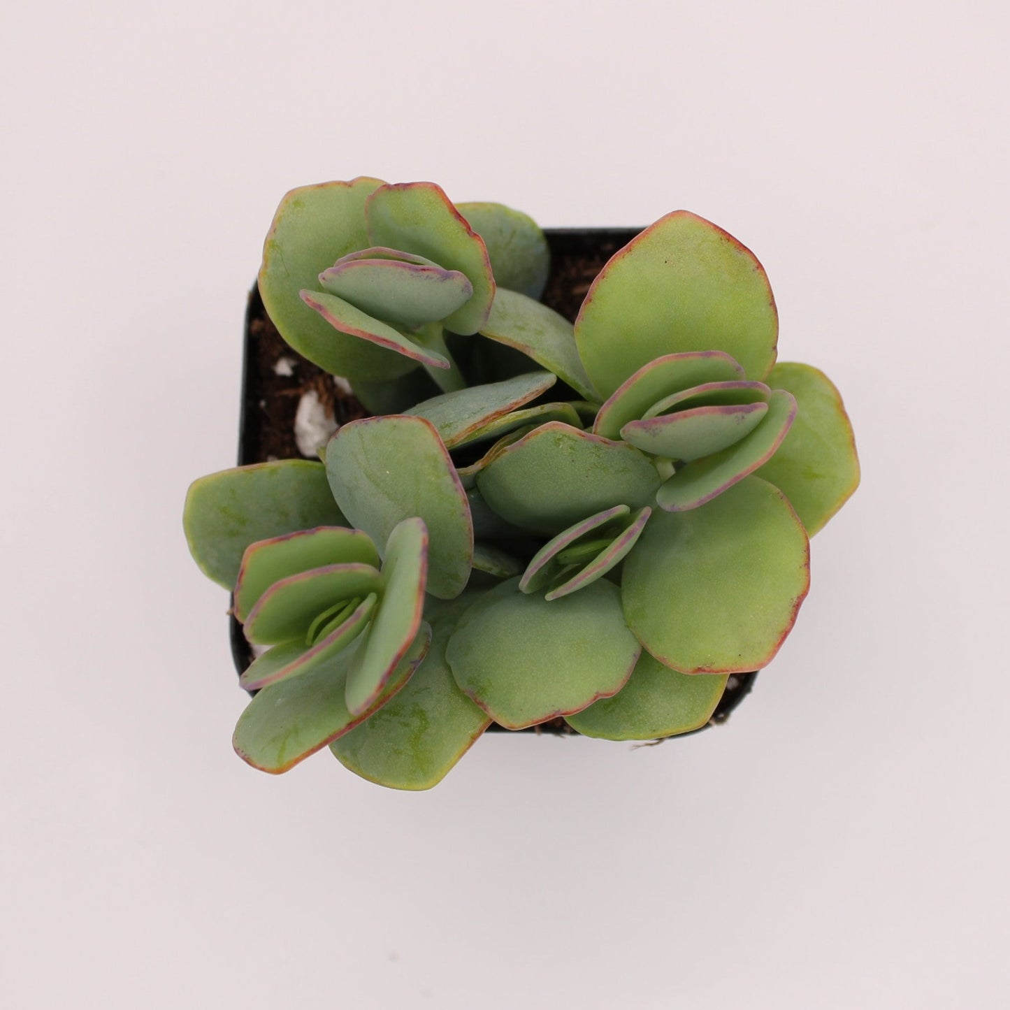 Kalanchoe Marnieriana
