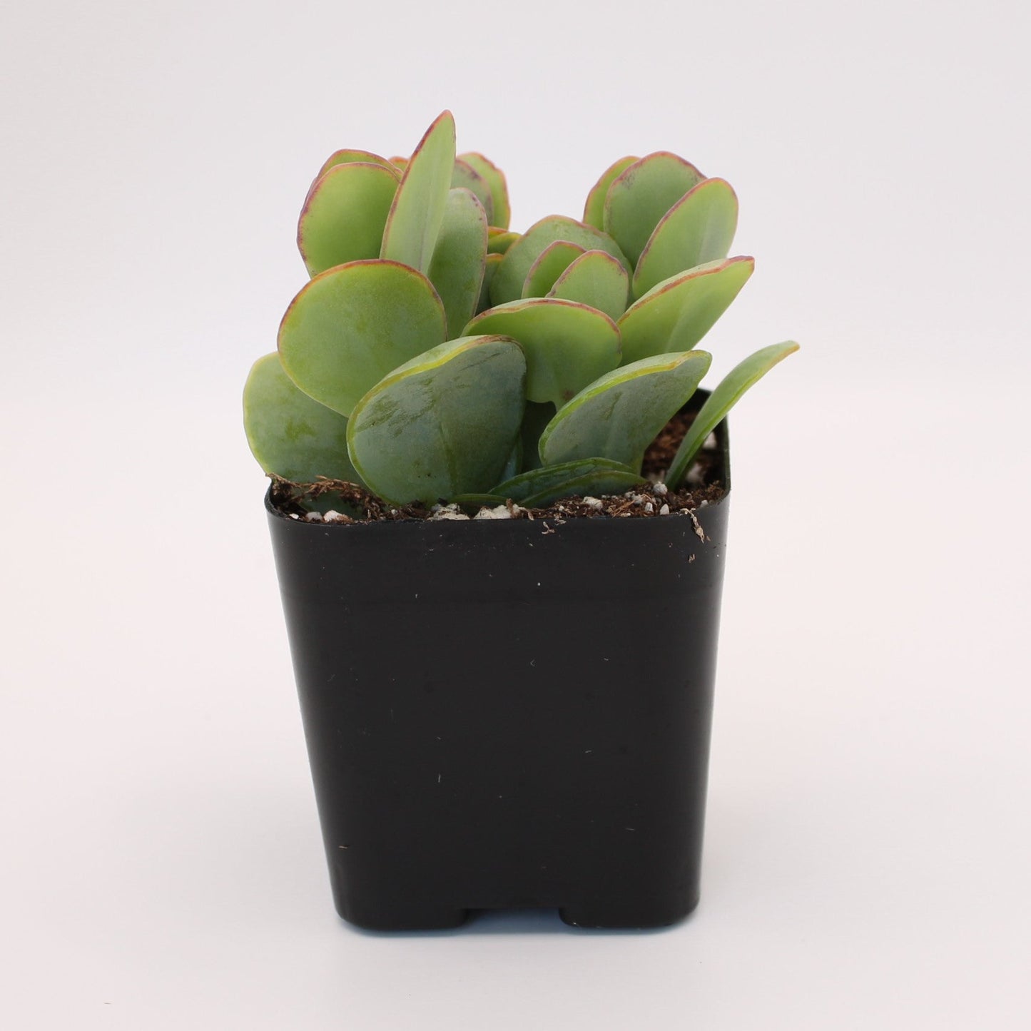 Kalanchoe Marnieriana