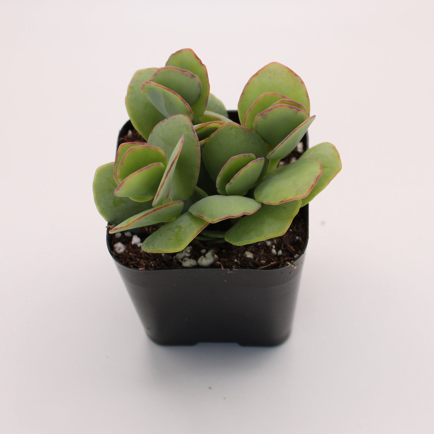 Kalanchoe Marnieriana