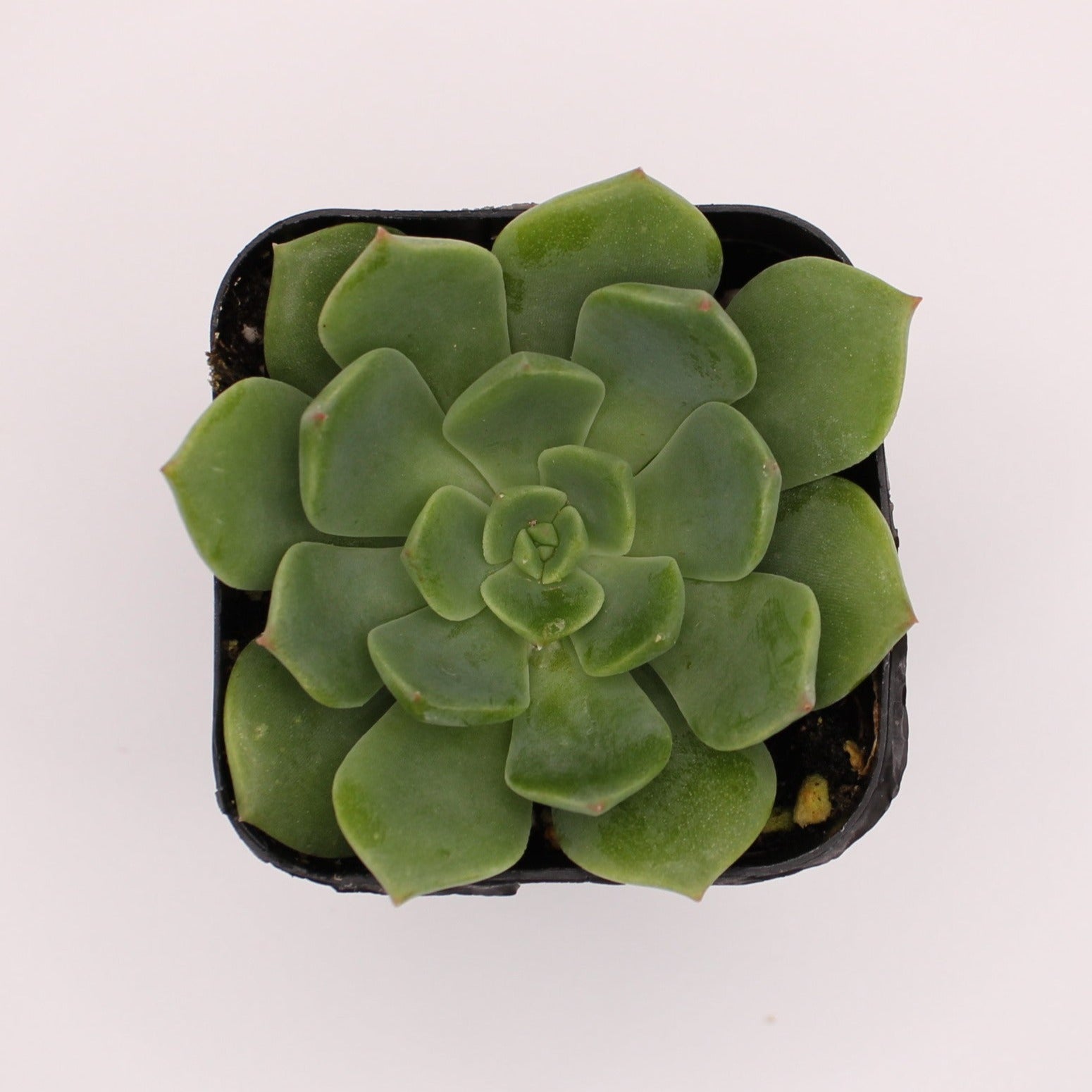 ramillette succulent Echeveria Ramillette – Perfectly Rooted Succulents