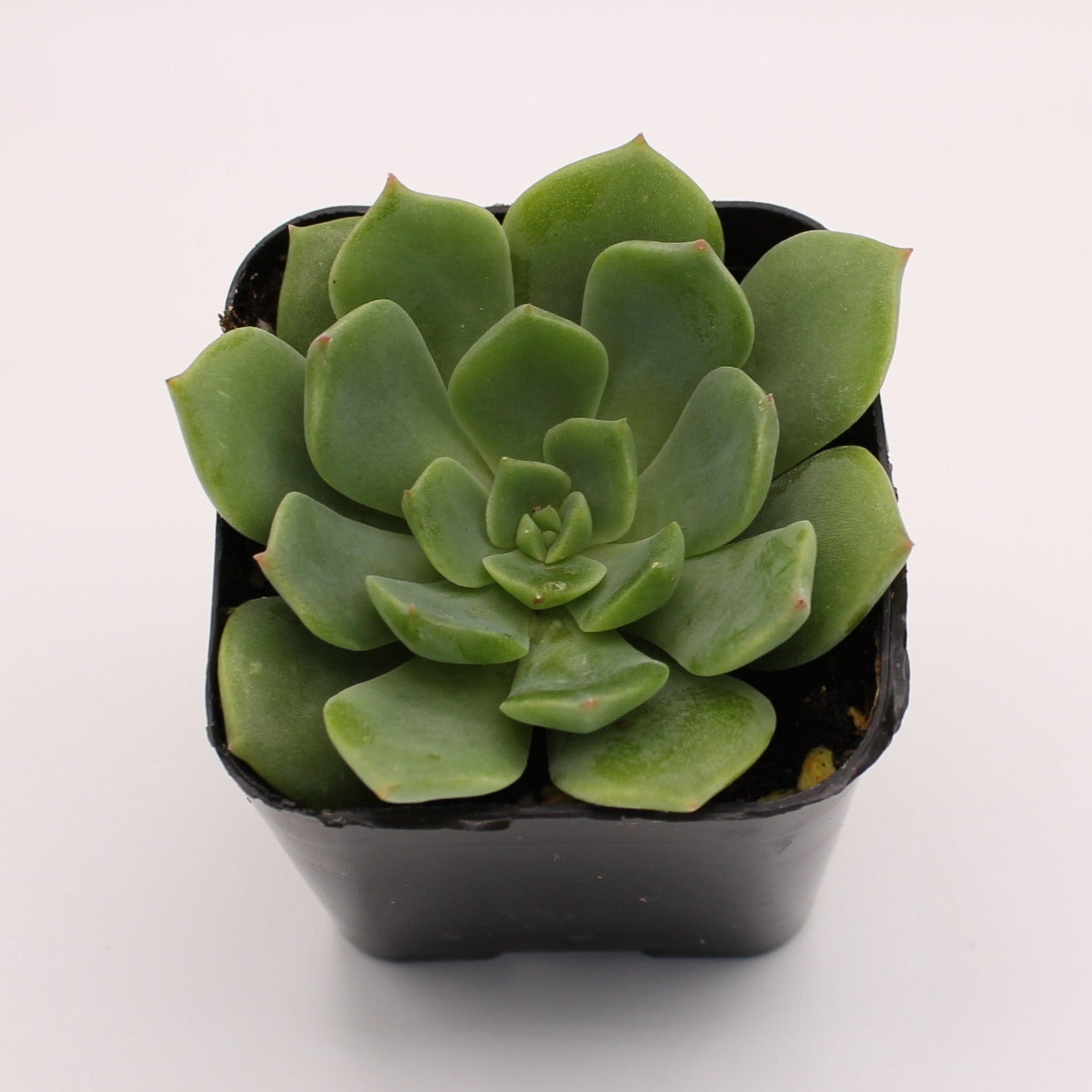 Echeveria Ramillette