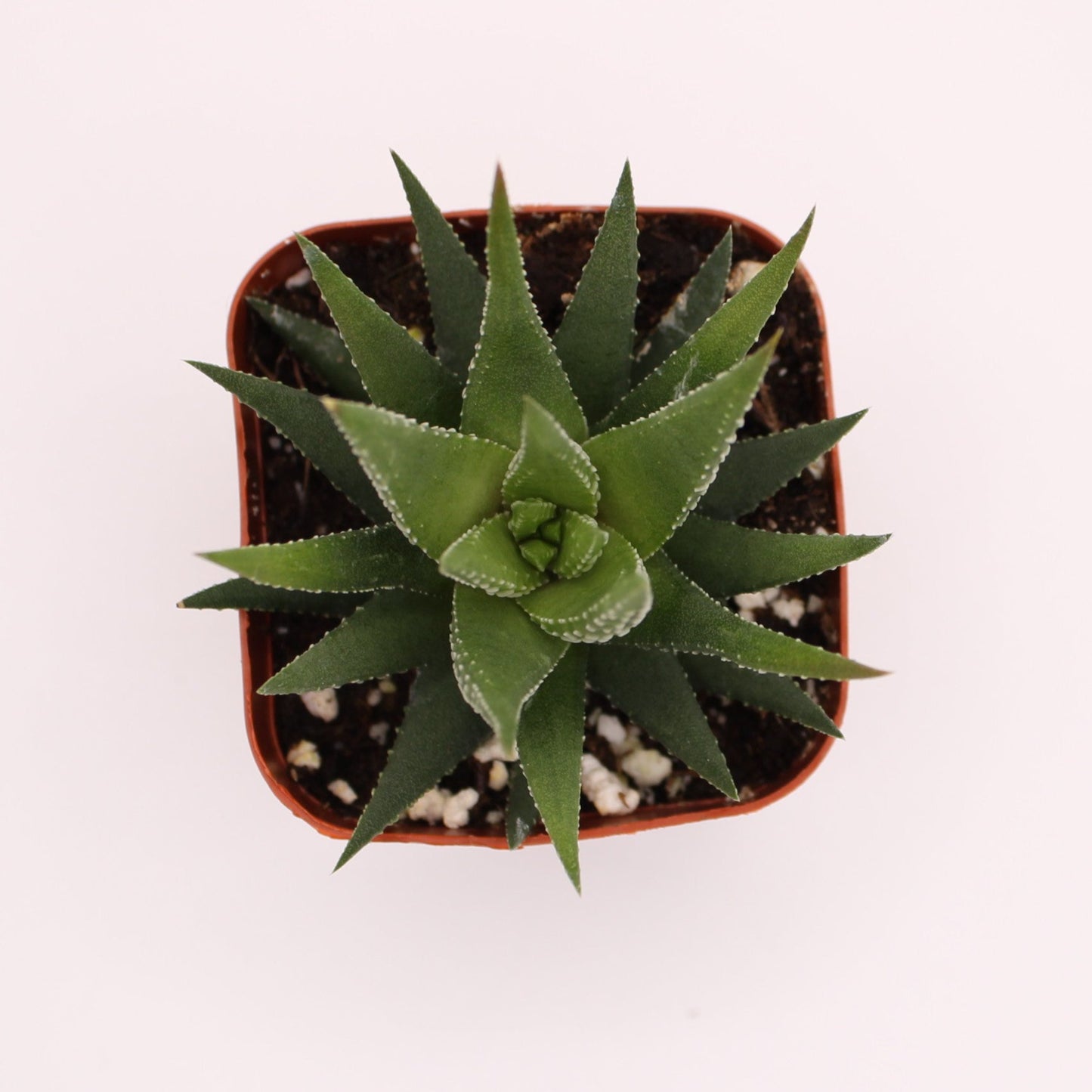 Haworthia Universe