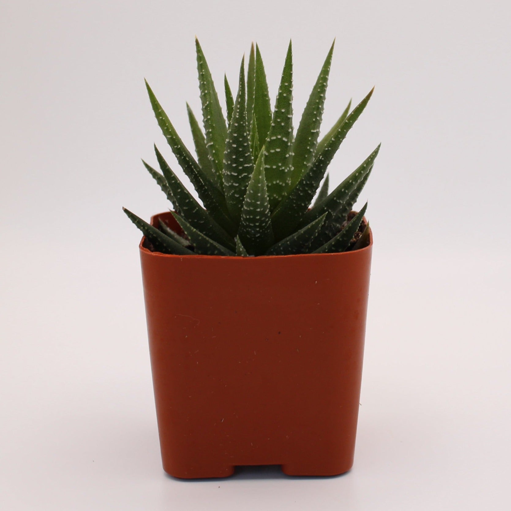 haworthia universe succulent Haworthia Universe – Perfectly Rooted Succulents