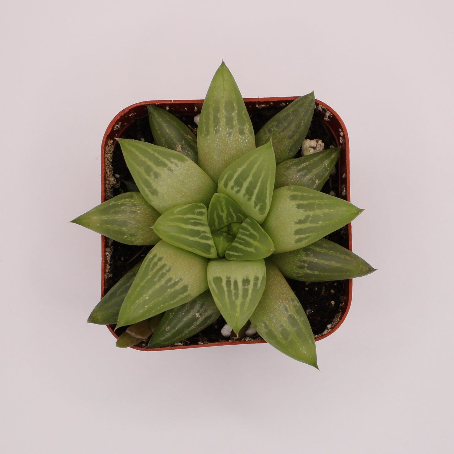 Haworthia Turgida