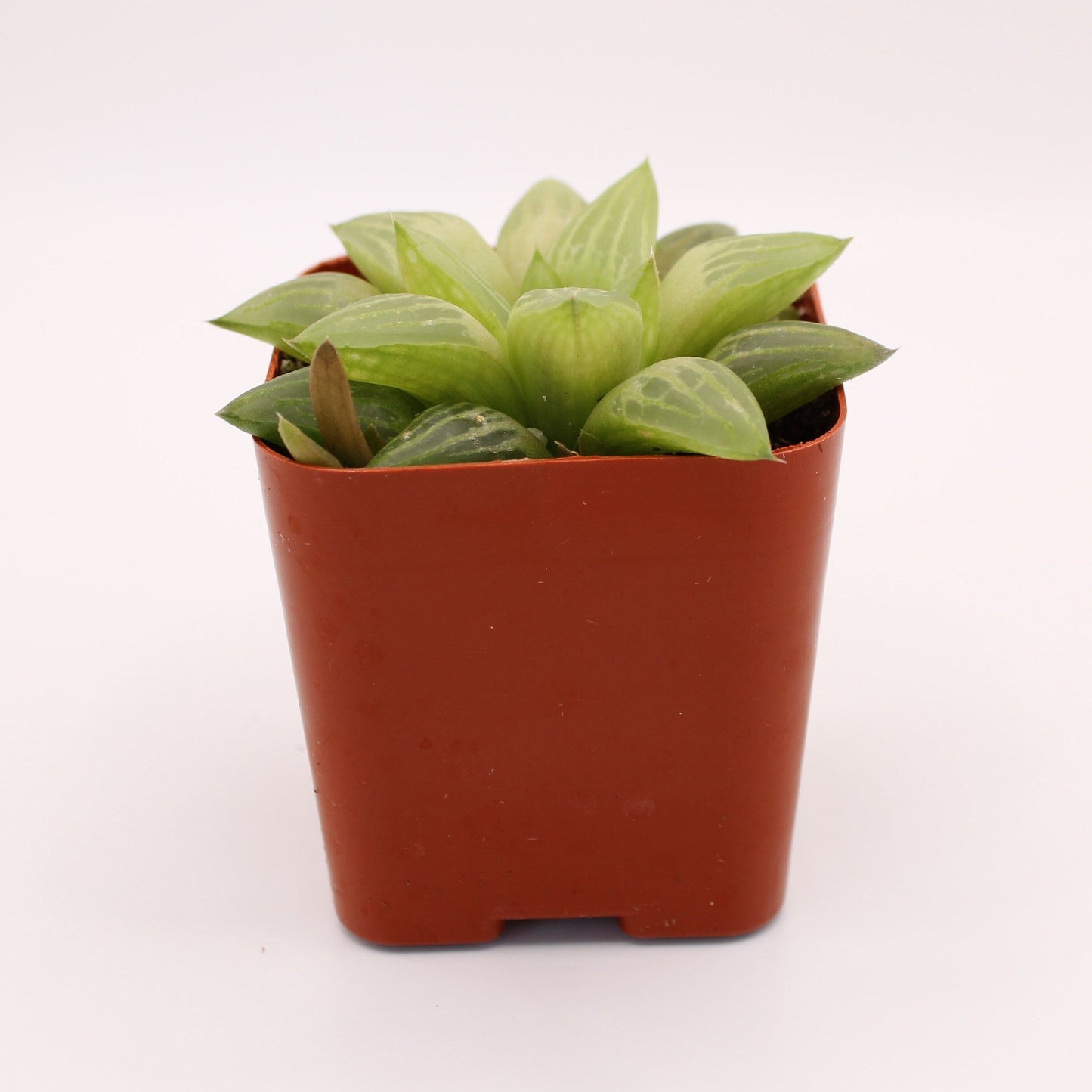 Haworthia Turgida