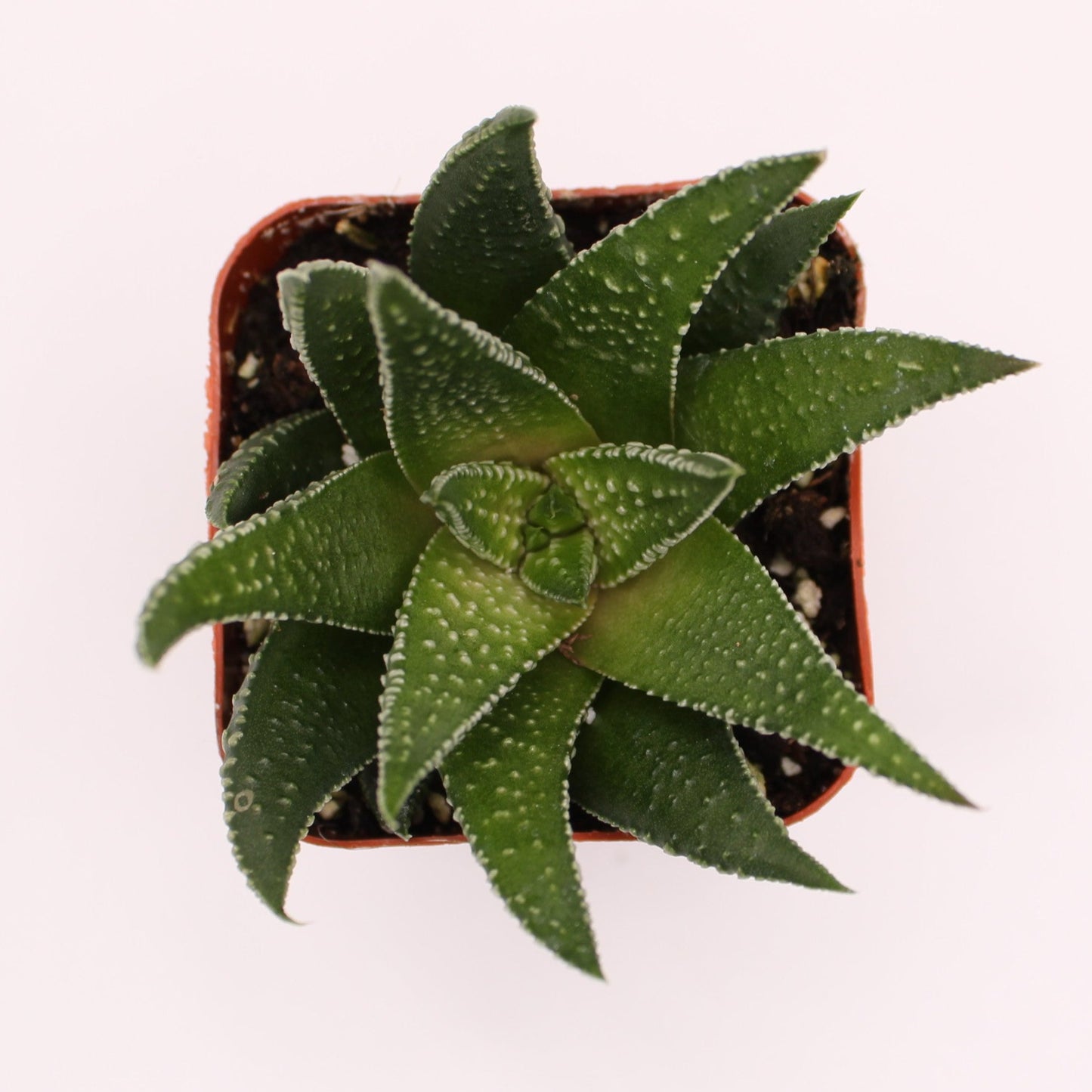 Haworthia Attenuata Linearis