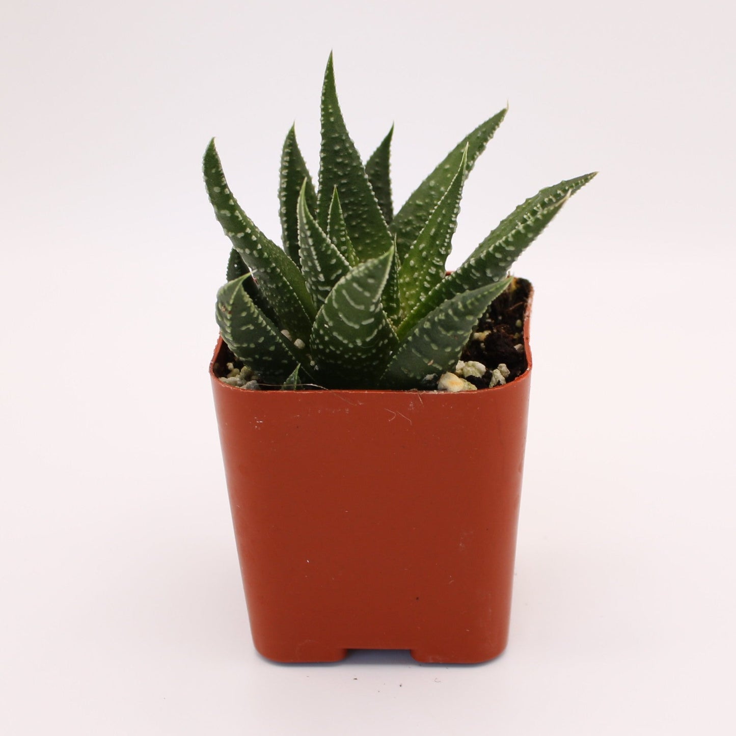 Haworthia Attenuata Linearis