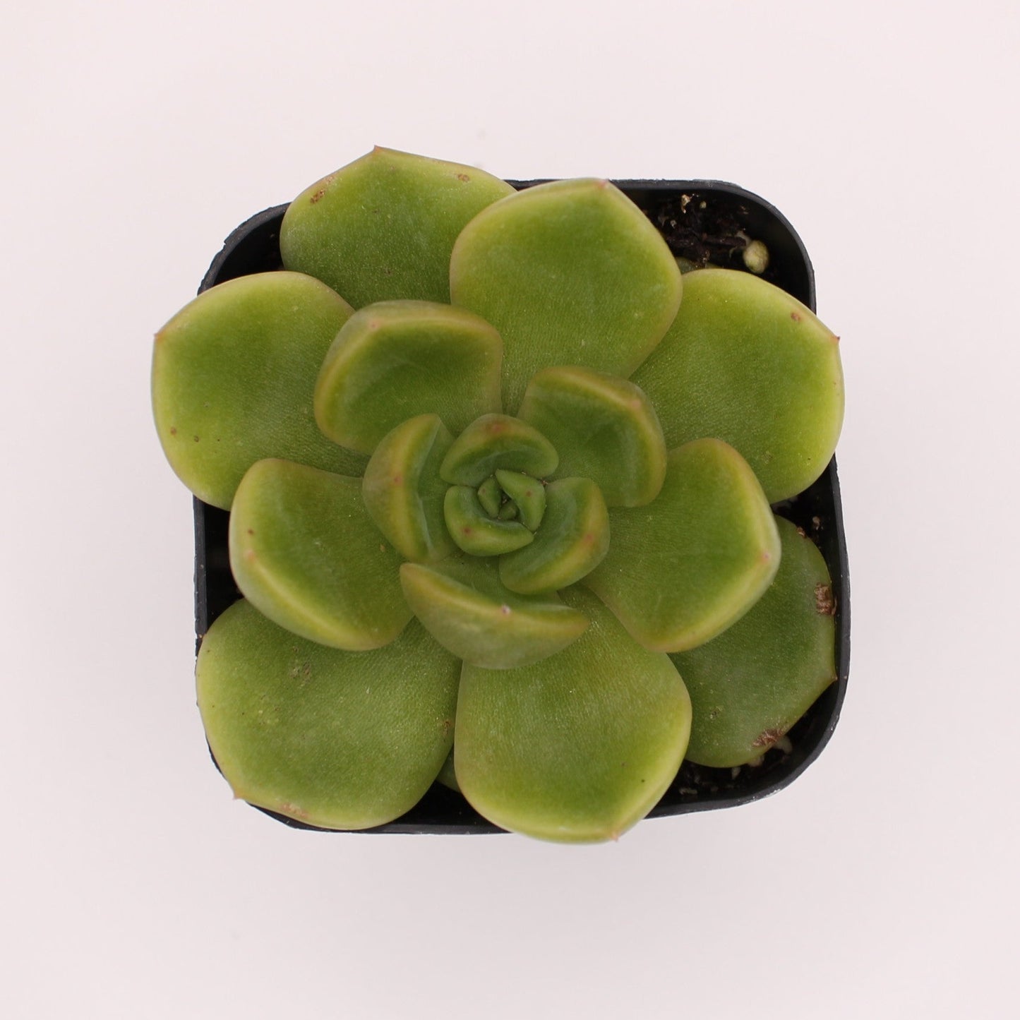 Echeveria Cris