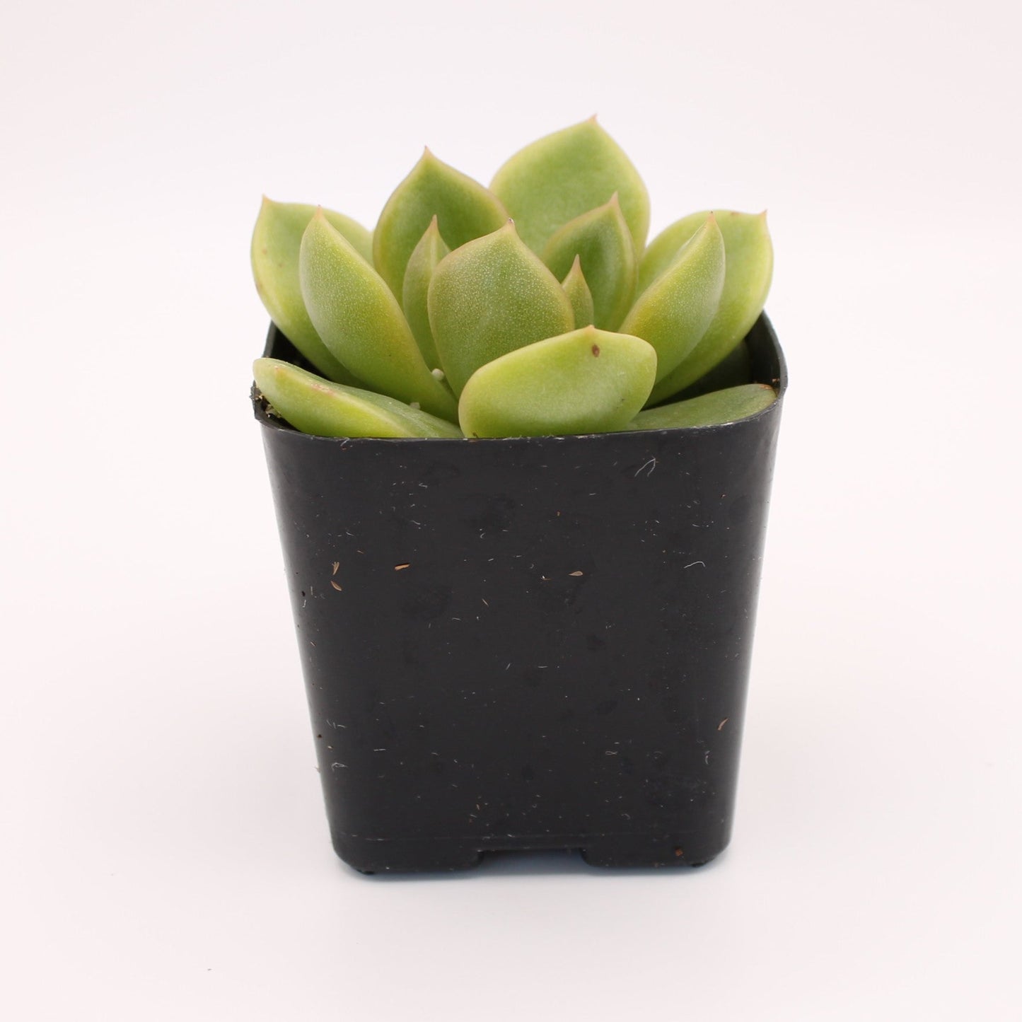 Echeveria Cris