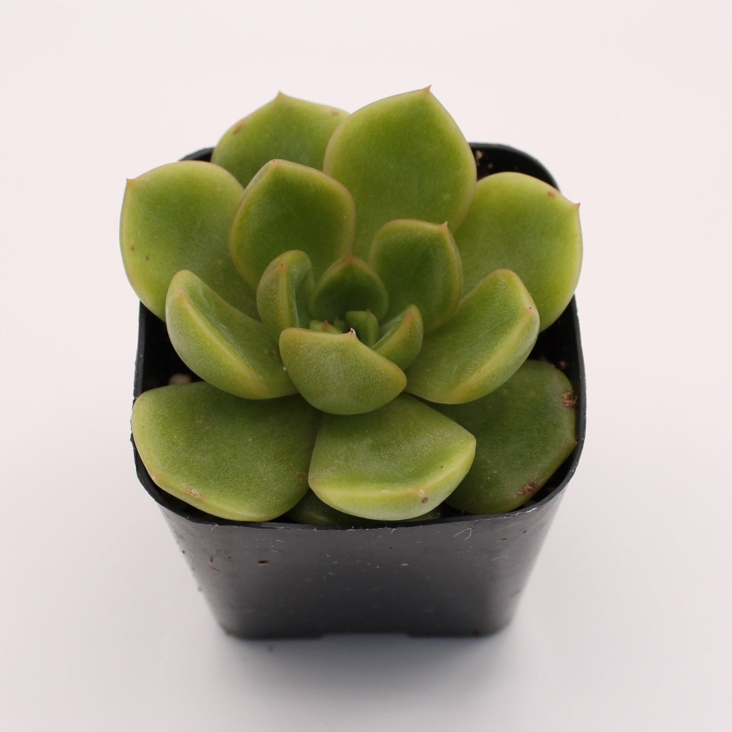 Echeveria Cris