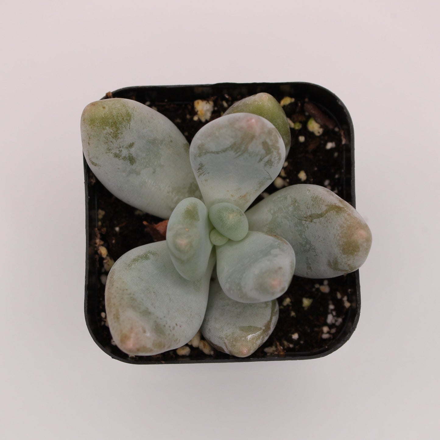 Pachyphytum Bracteosum