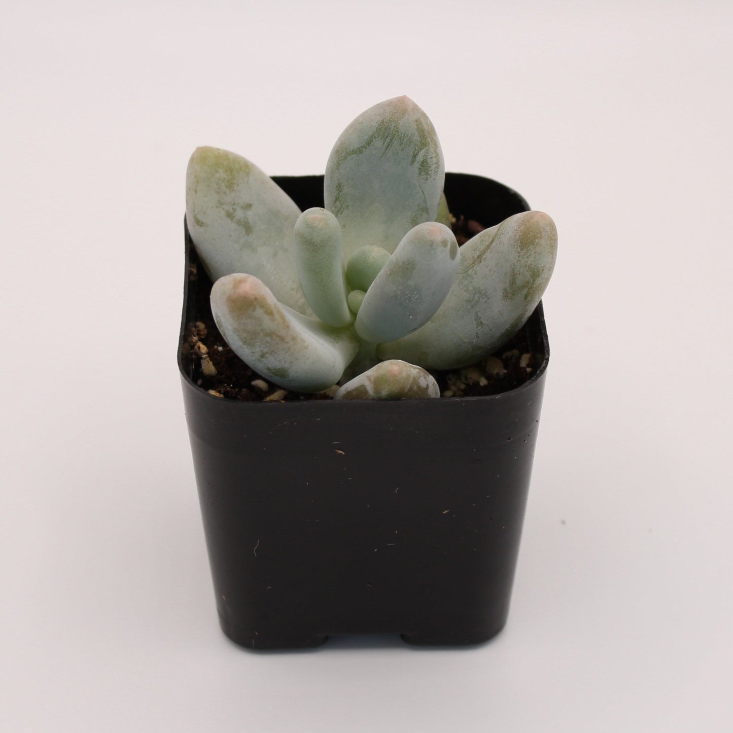 Pachyphytum Bracteosum