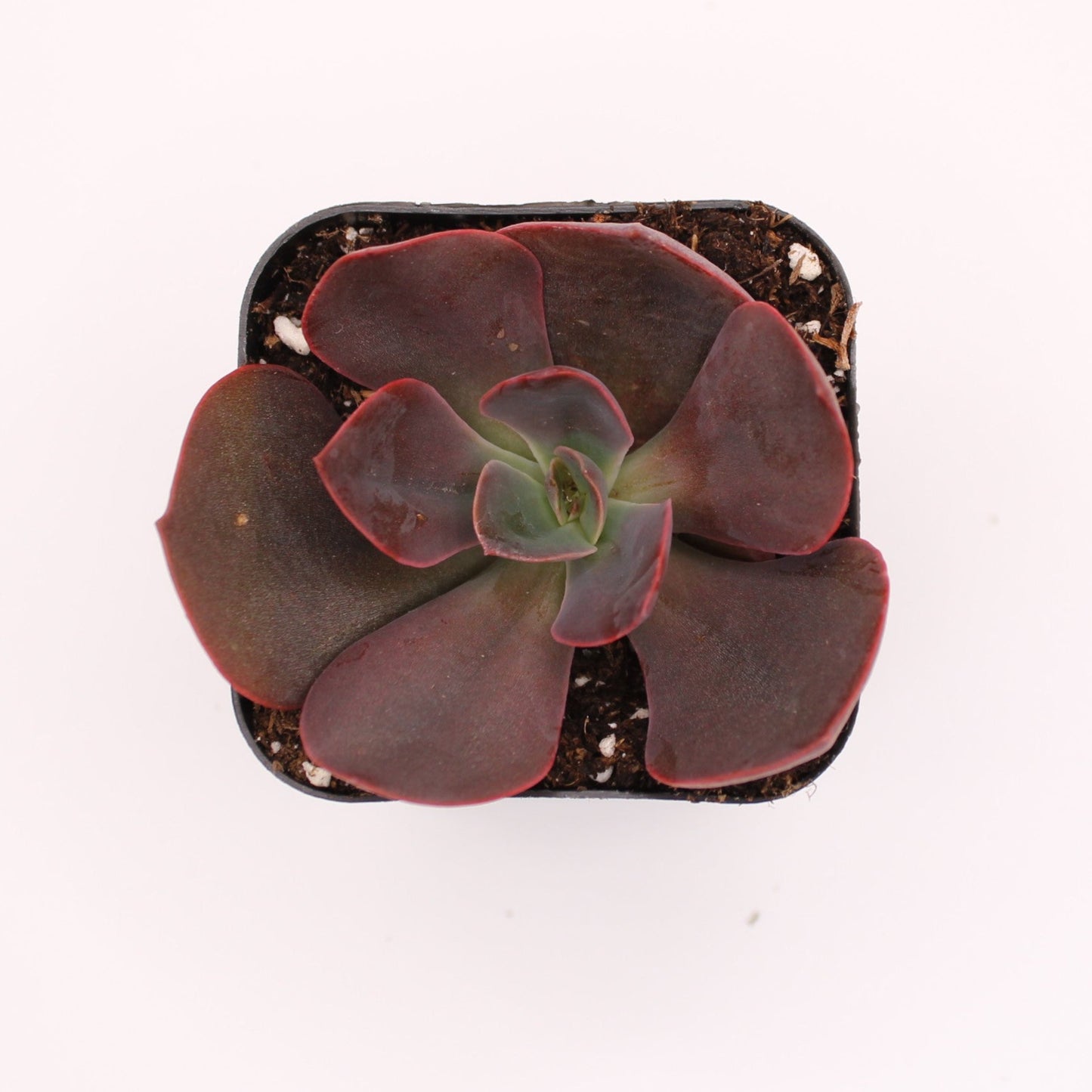 Echeveria Mahogany Rose