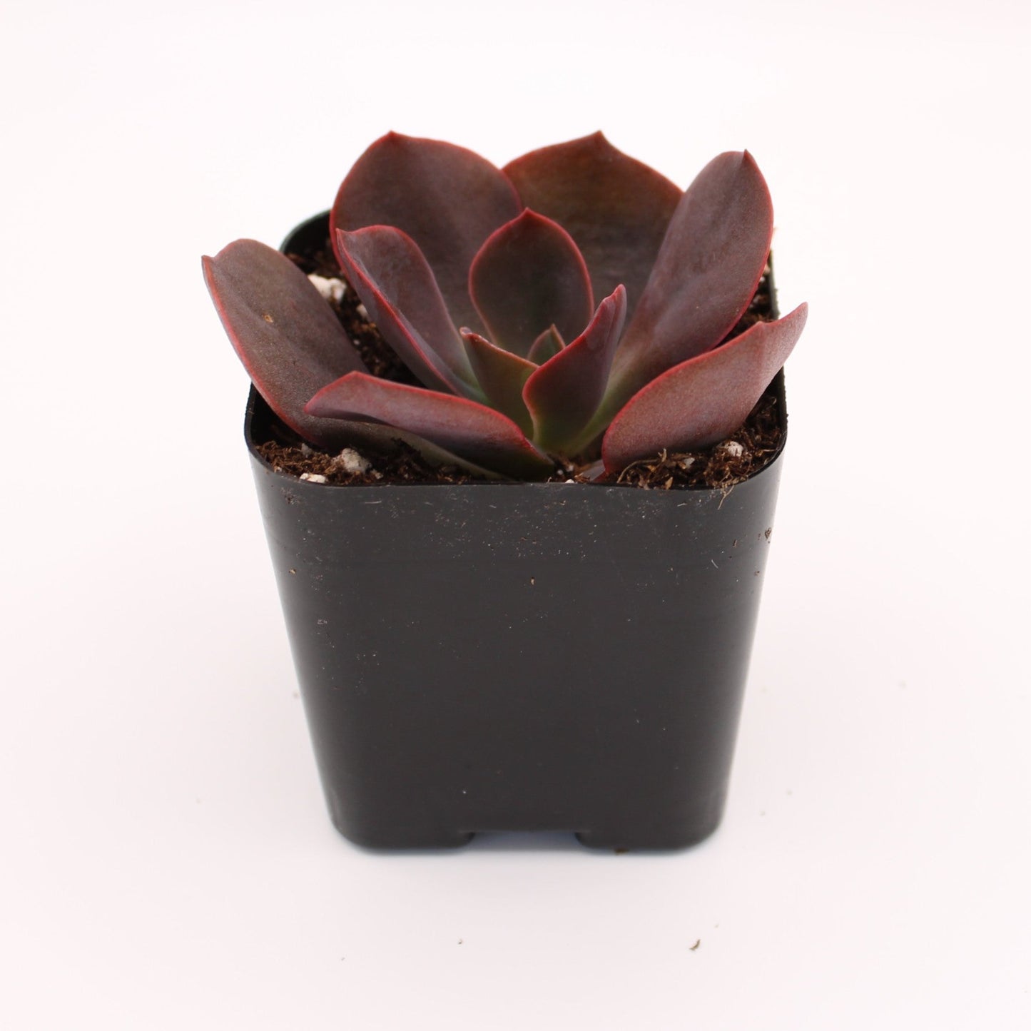 Echeveria Mahogany Rose