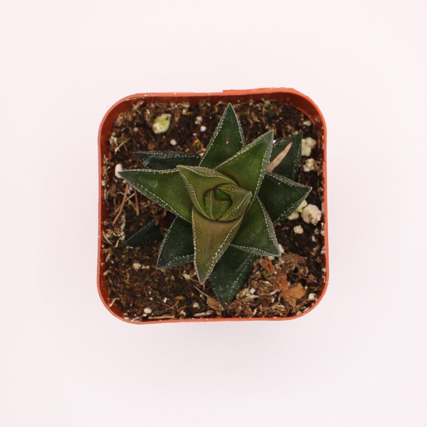 Haworthia Resendeana