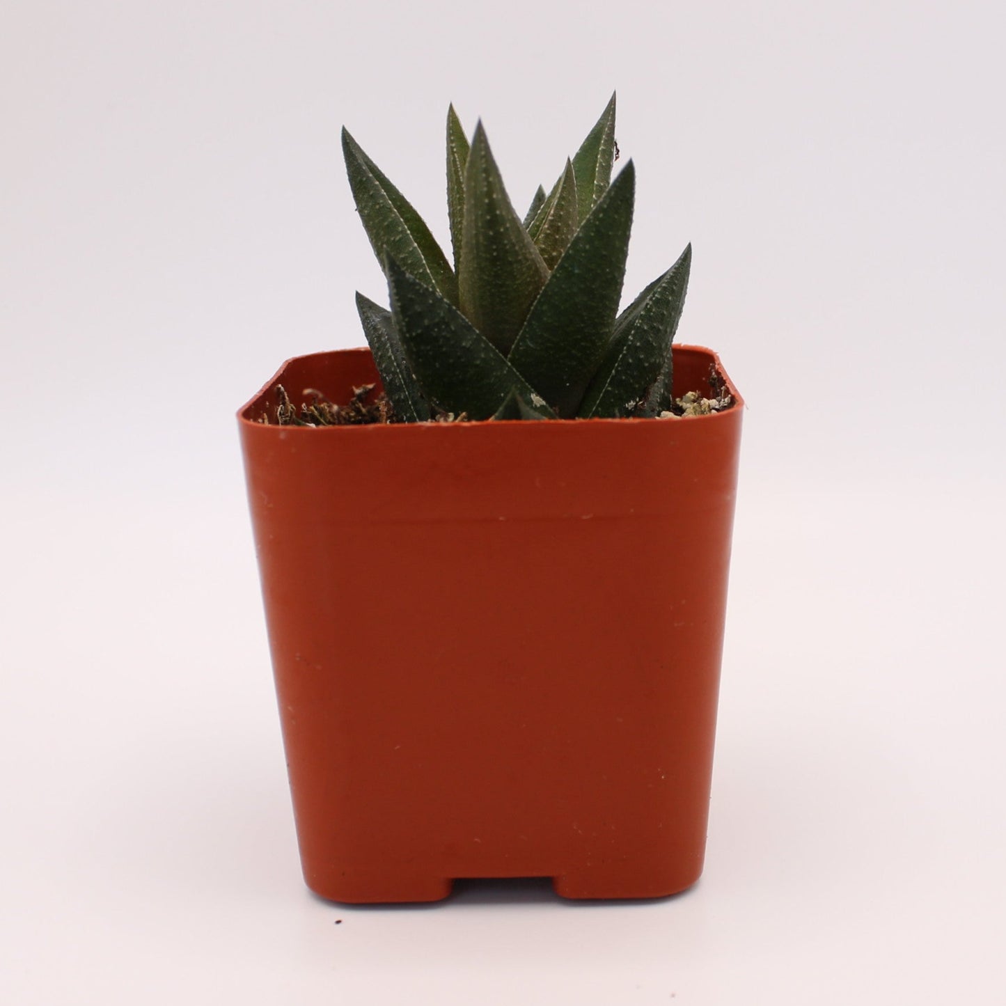 Haworthia Resendeana