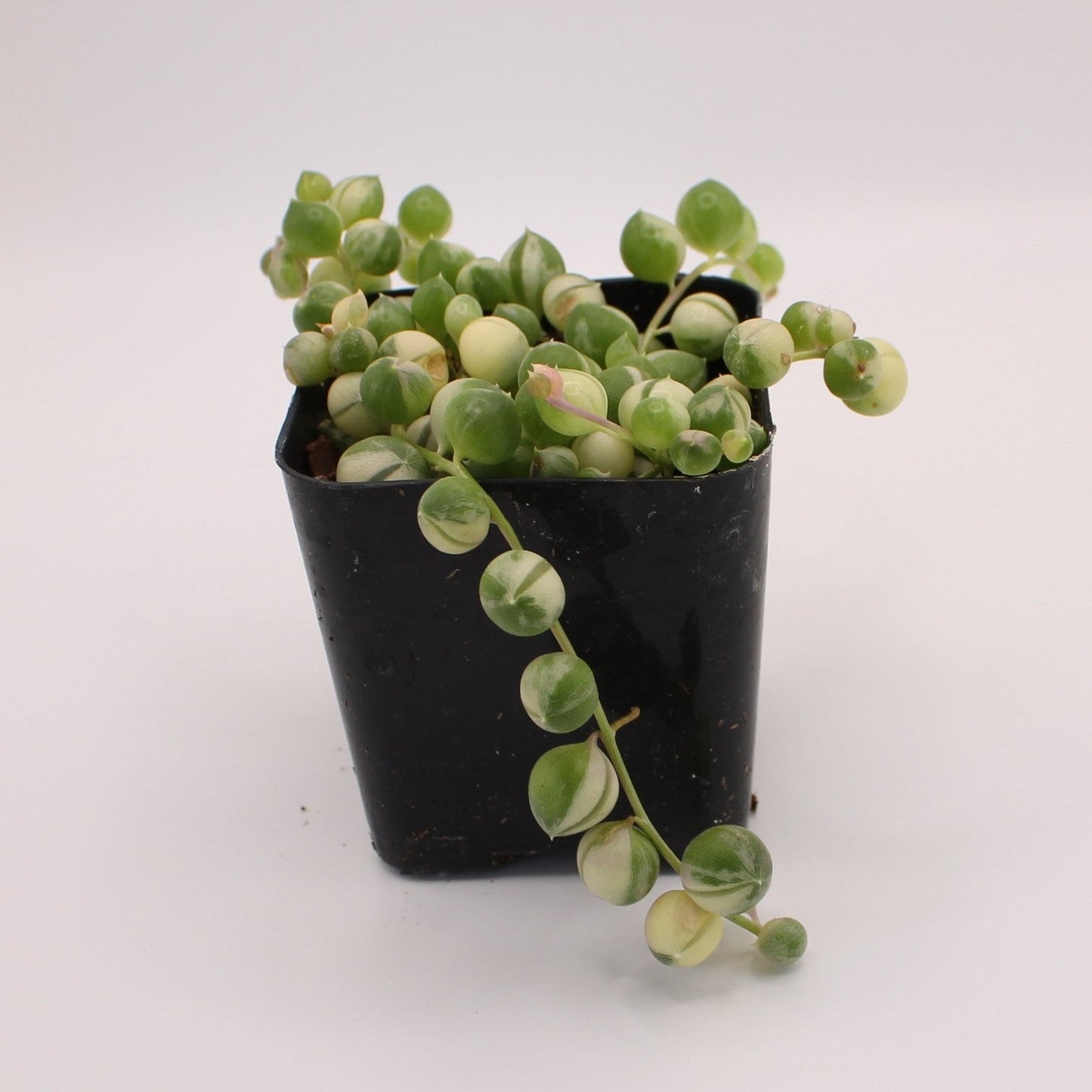 Senecio Variegated String of Pearls