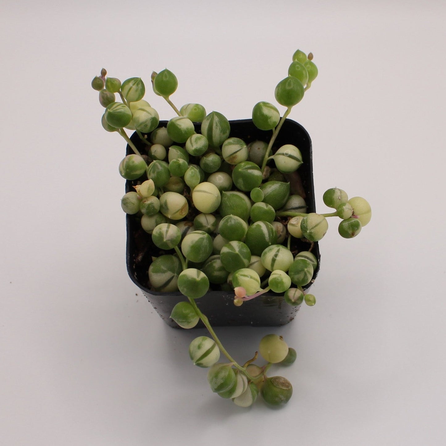 Senecio Variegated String of Pearls
