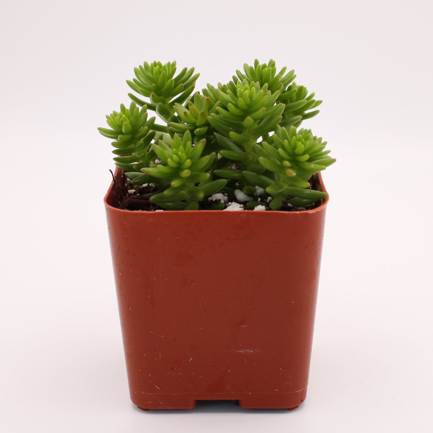 Sedum Reflexum Angelina