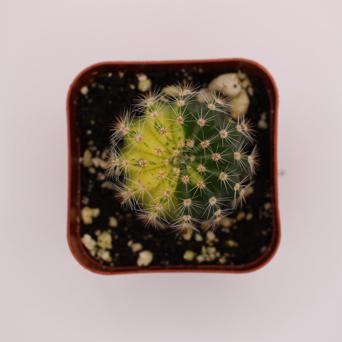 Notocactus Uebelmannianus Variegated