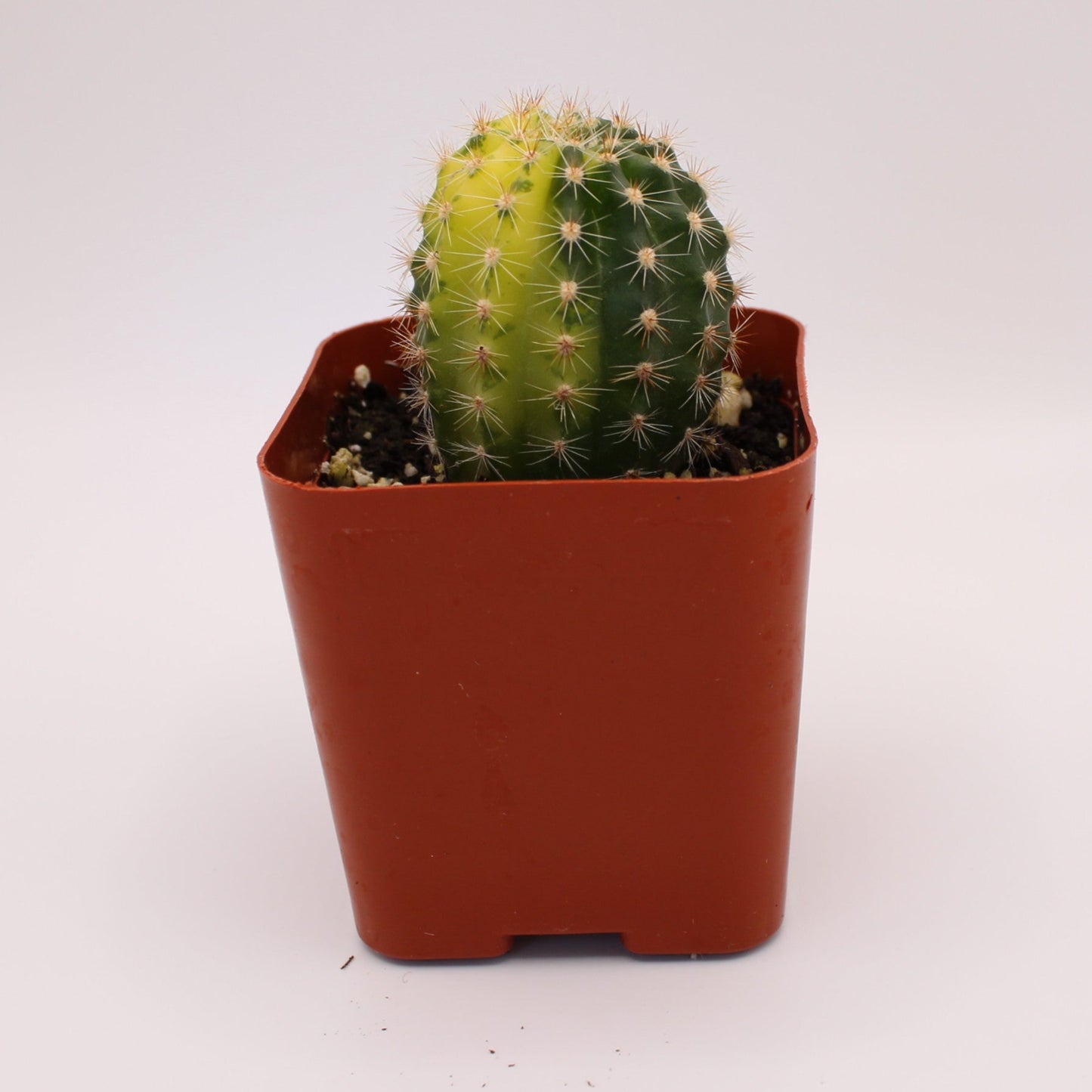 Notocactus Uebelmannianus Variegated